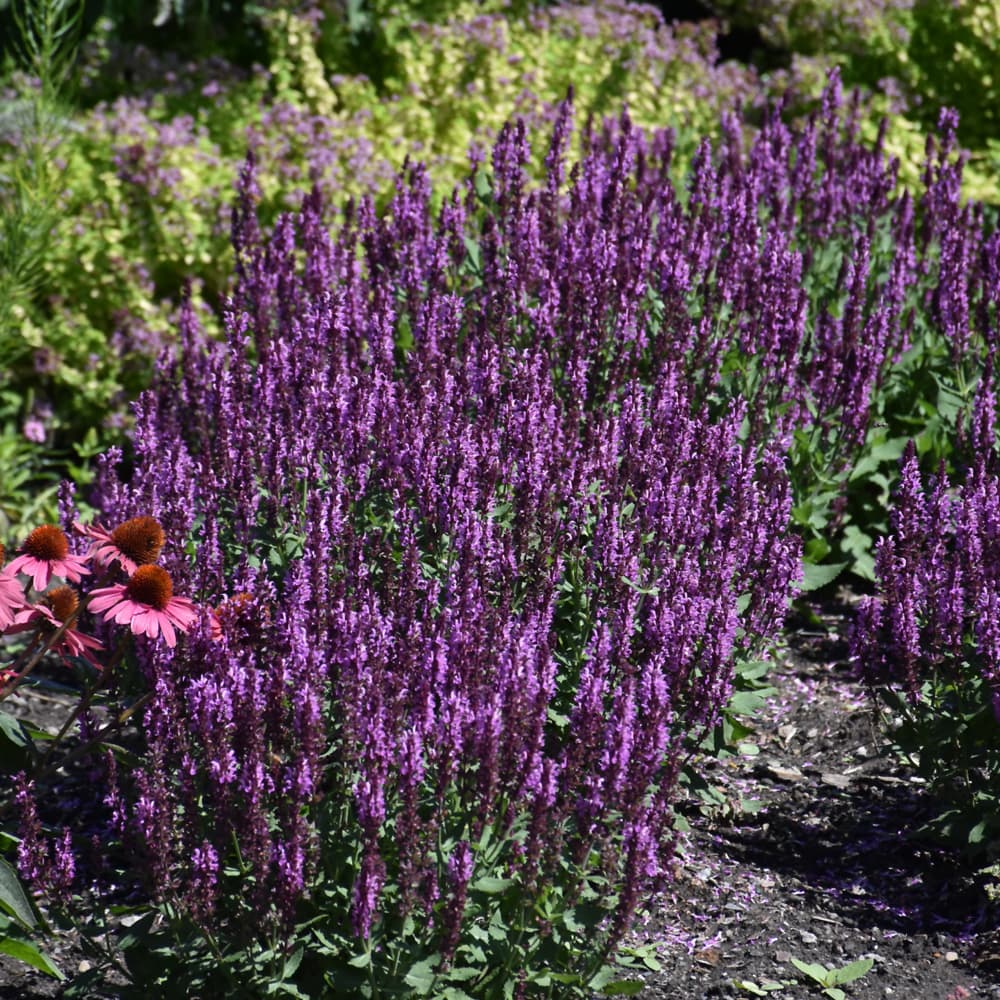 NetPS Plant Finder (www.netpsplantfinder.com)