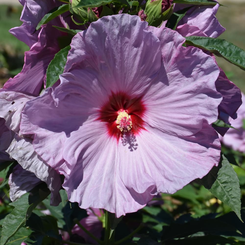 NetPS Plant Finder (www.netpsplantfinder.com)