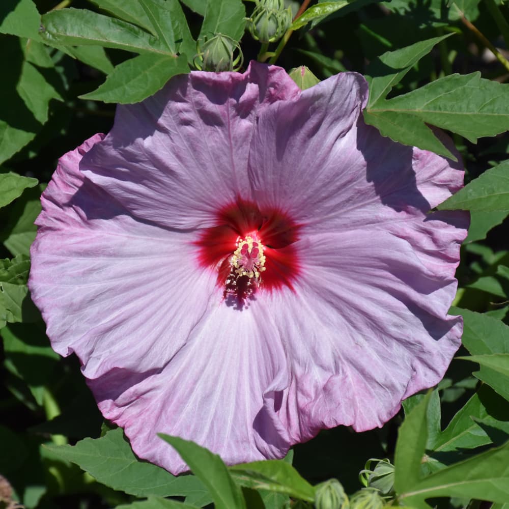 NetPS Plant Finder (www.netpsplantfinder.com)