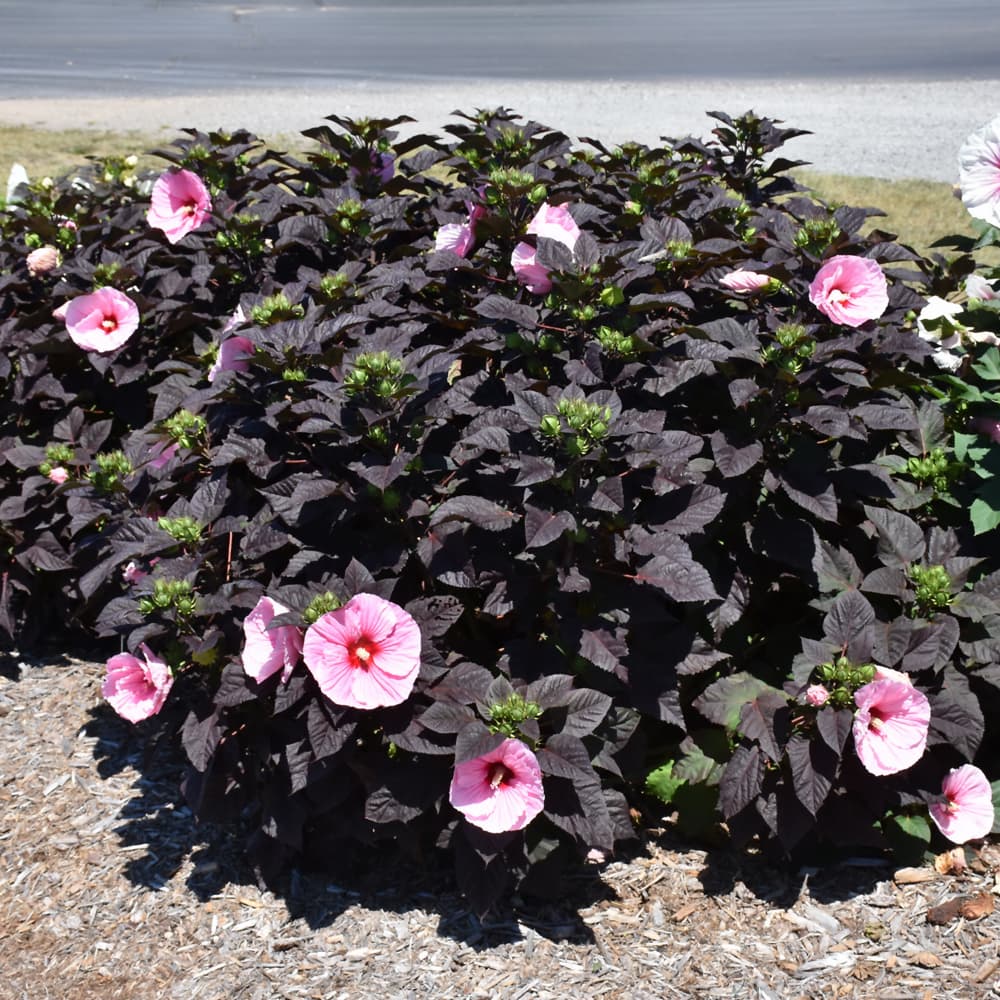 NetPS Plant Finder (www.netpsplantfinder.com)