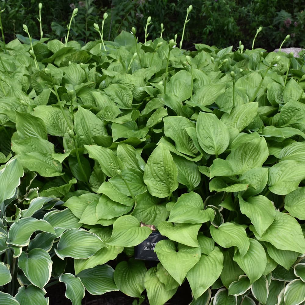 NetPS Plant Finder (www.netpsplantfinder.com)