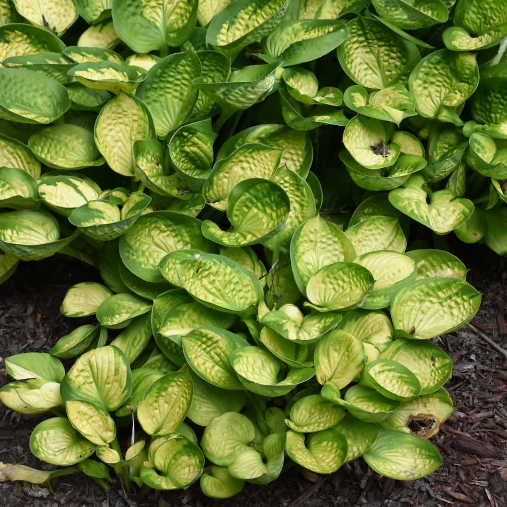 NetPS Plant Finder (www.netpsplantfinder.com)