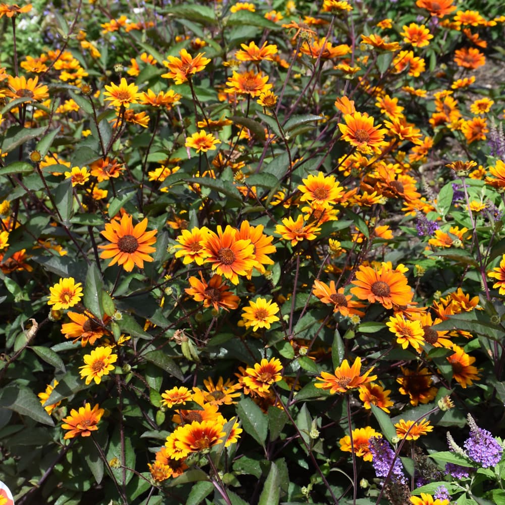 NetPS Plant Finder (www.netpsplantfinder.com)