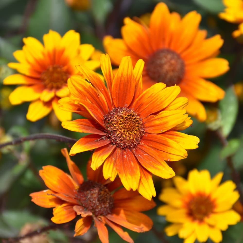 NetPS Plant Finder (www.netpsplantfinder.com)