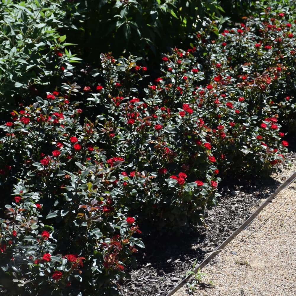 NetPS Plant Finder (www.netpsplantfinder.com)