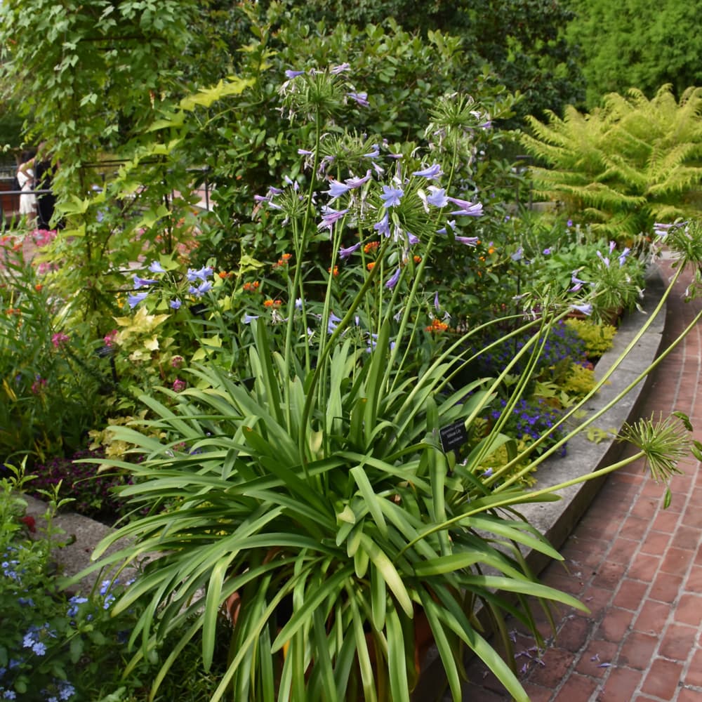 NetPS Plant Finder (www.netpsplantfinder.com)