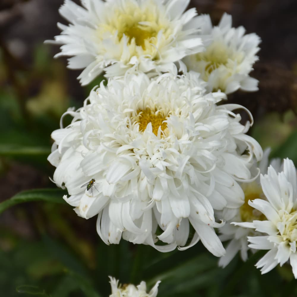 NetPS Plant Finder (www.netpsplantfinder.com)