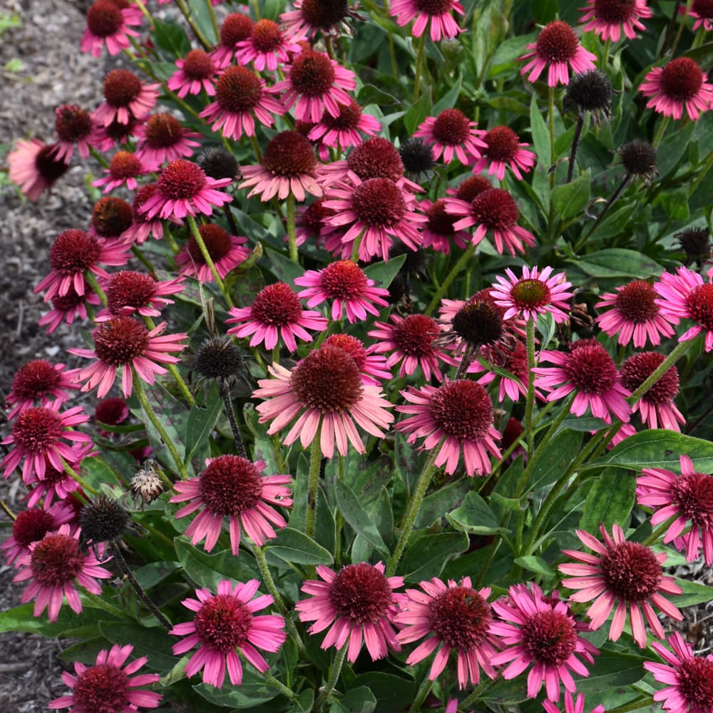 NetPS Plant Finder (www.netpsplantfinder.com)