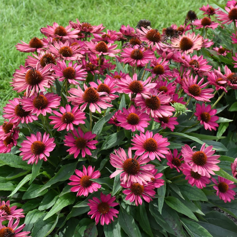 NetPS Plant Finder (www.netpsplantfinder.com)