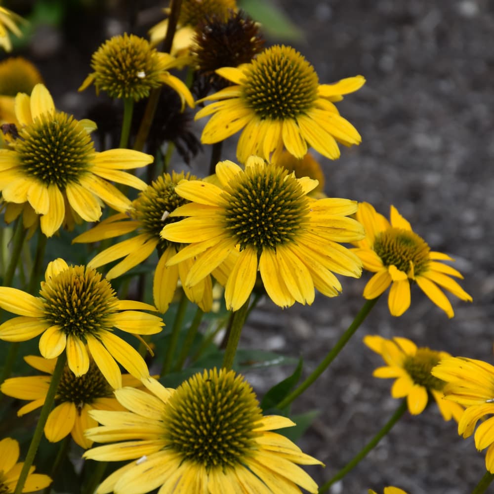 NetPS Plant Finder (www.netpsplantfinder.com)