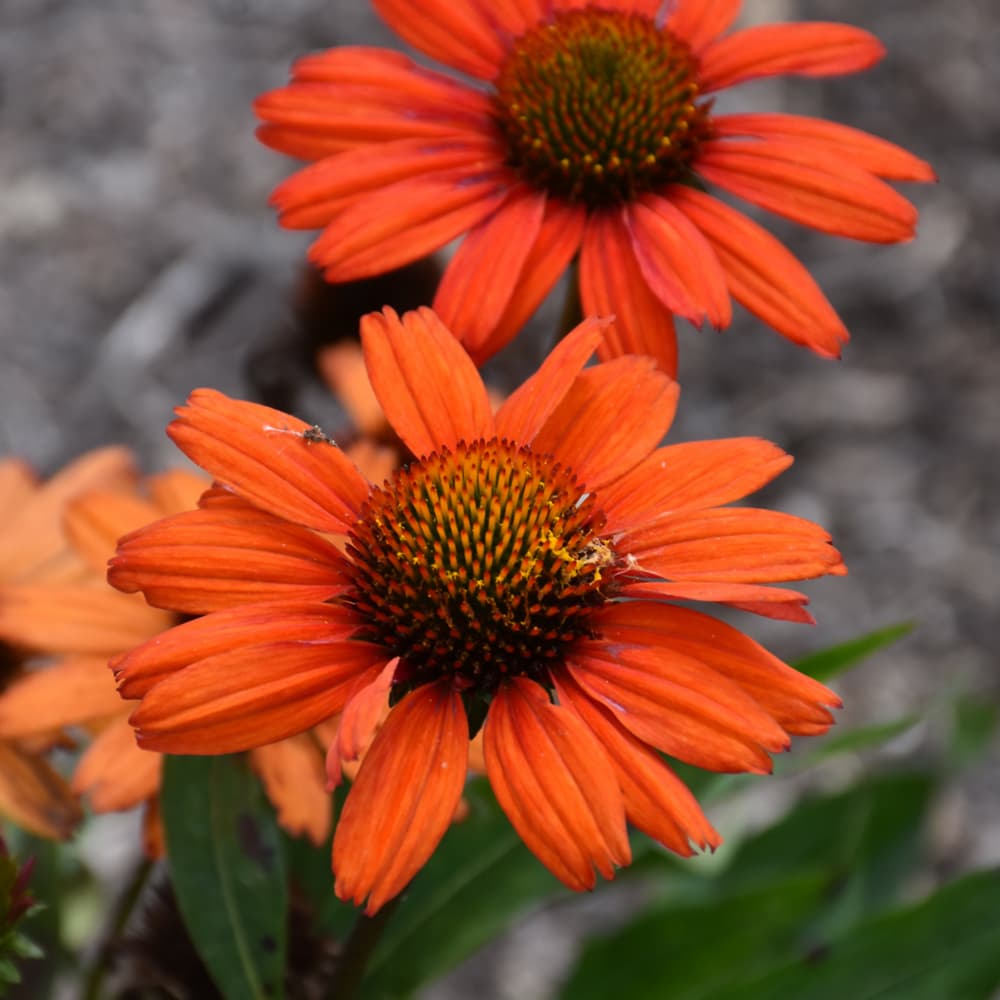 NetPS Plant Finder (www.netpsplantfinder.com)