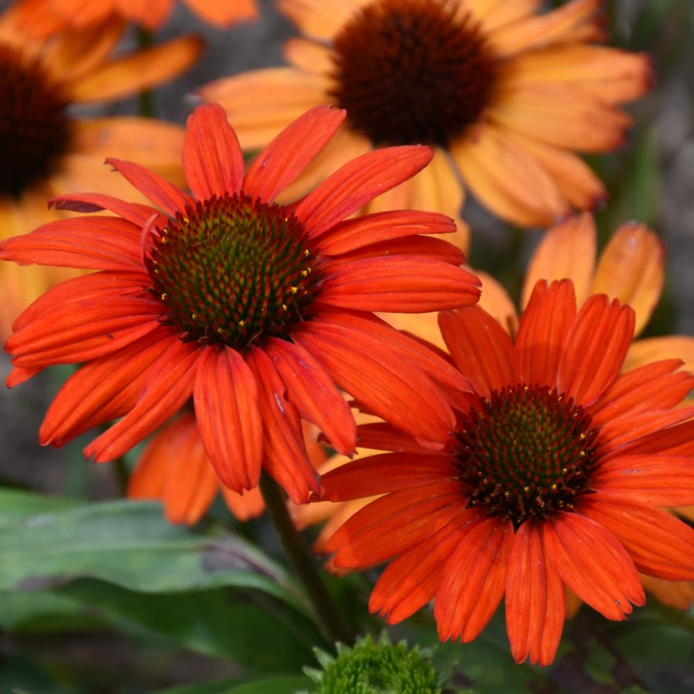 NetPS Plant Finder (www.netpsplantfinder.com)