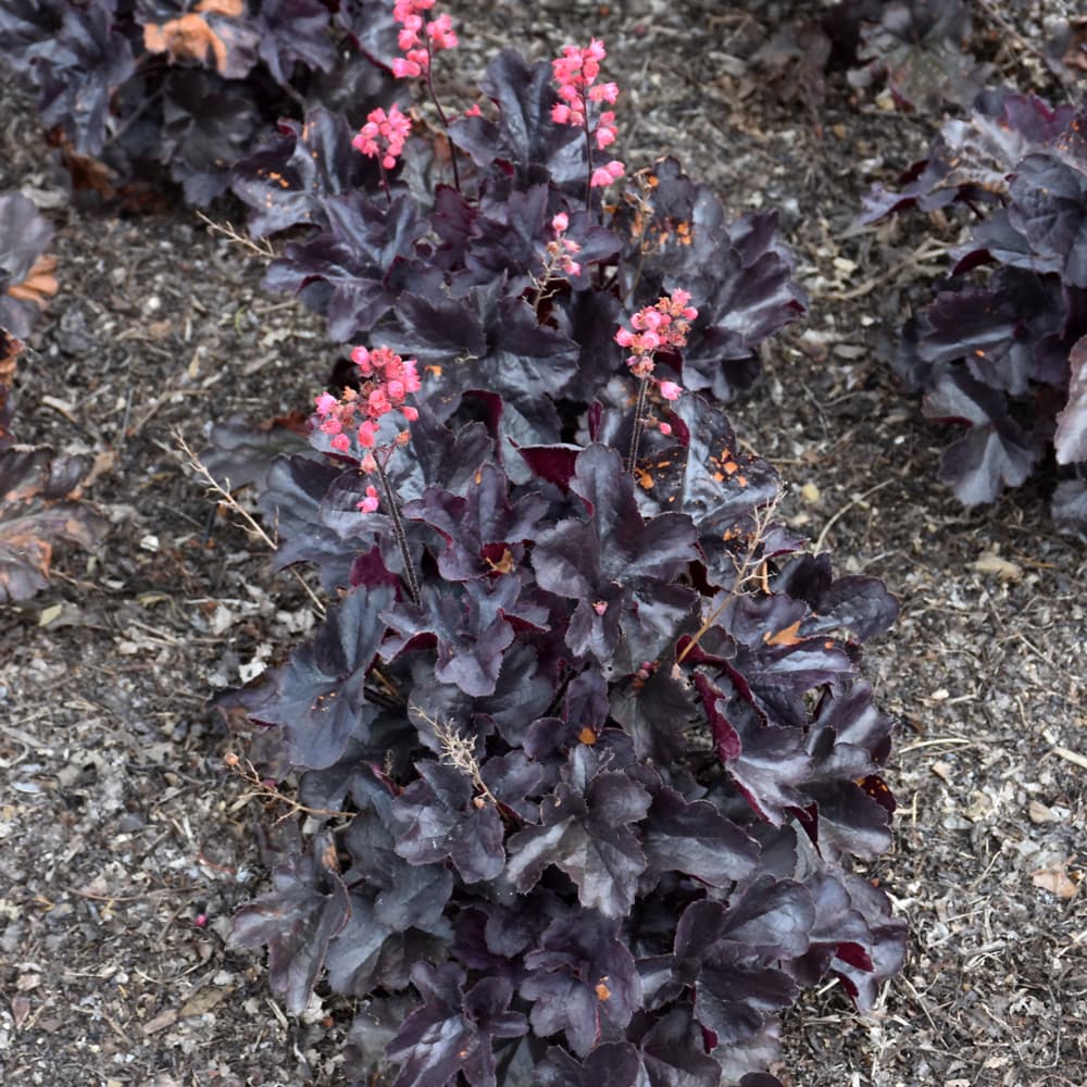 NetPS Plant Finder (www.netpsplantfinder.com)