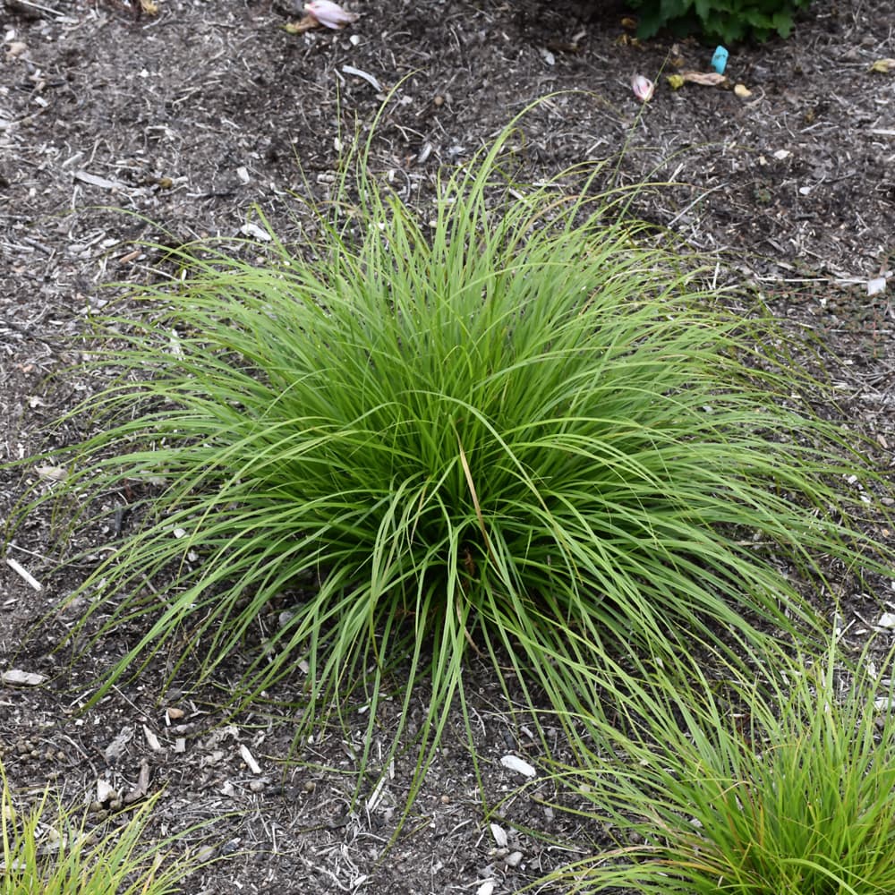 NetPS Plant Finder (www.netpsplantfinder.com)