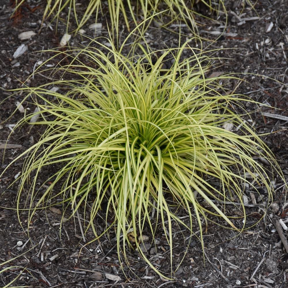 NetPS Plant Finder (www.netpsplantfinder.com)