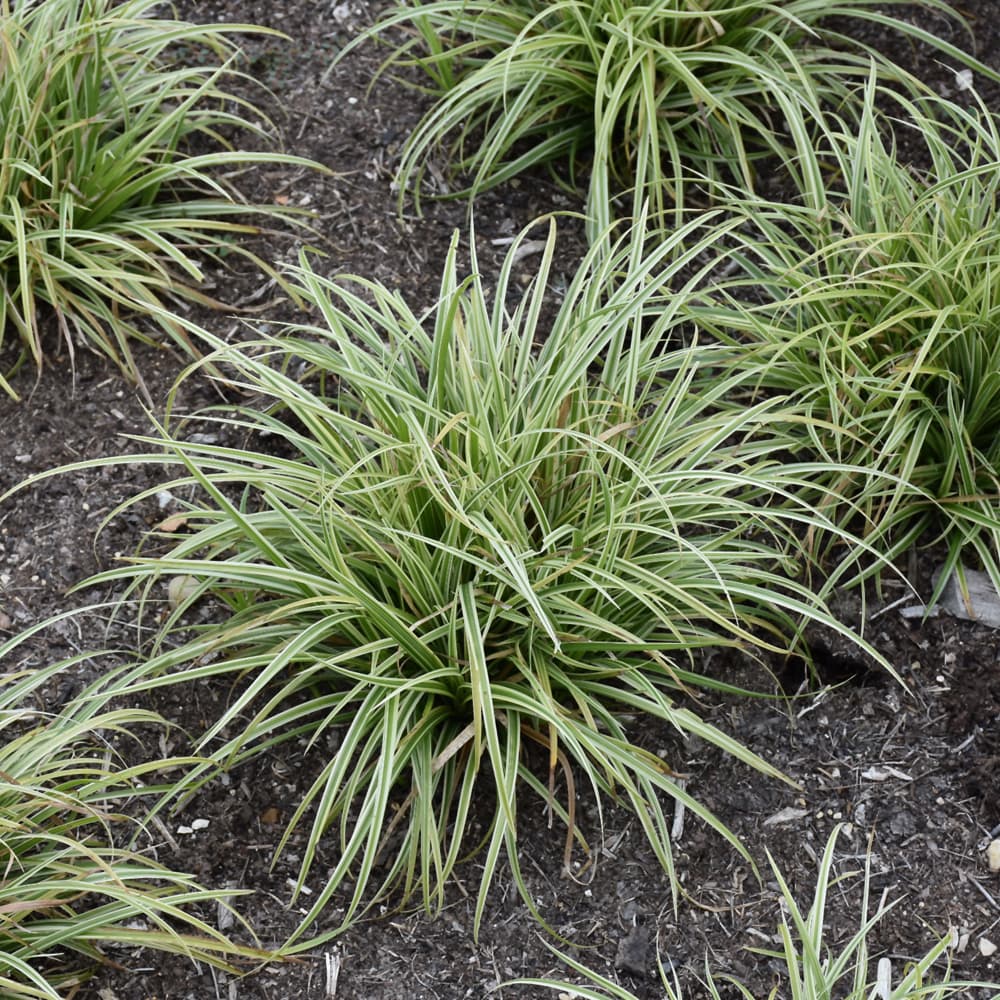 NetPS Plant Finder (www.netpsplantfinder.com)