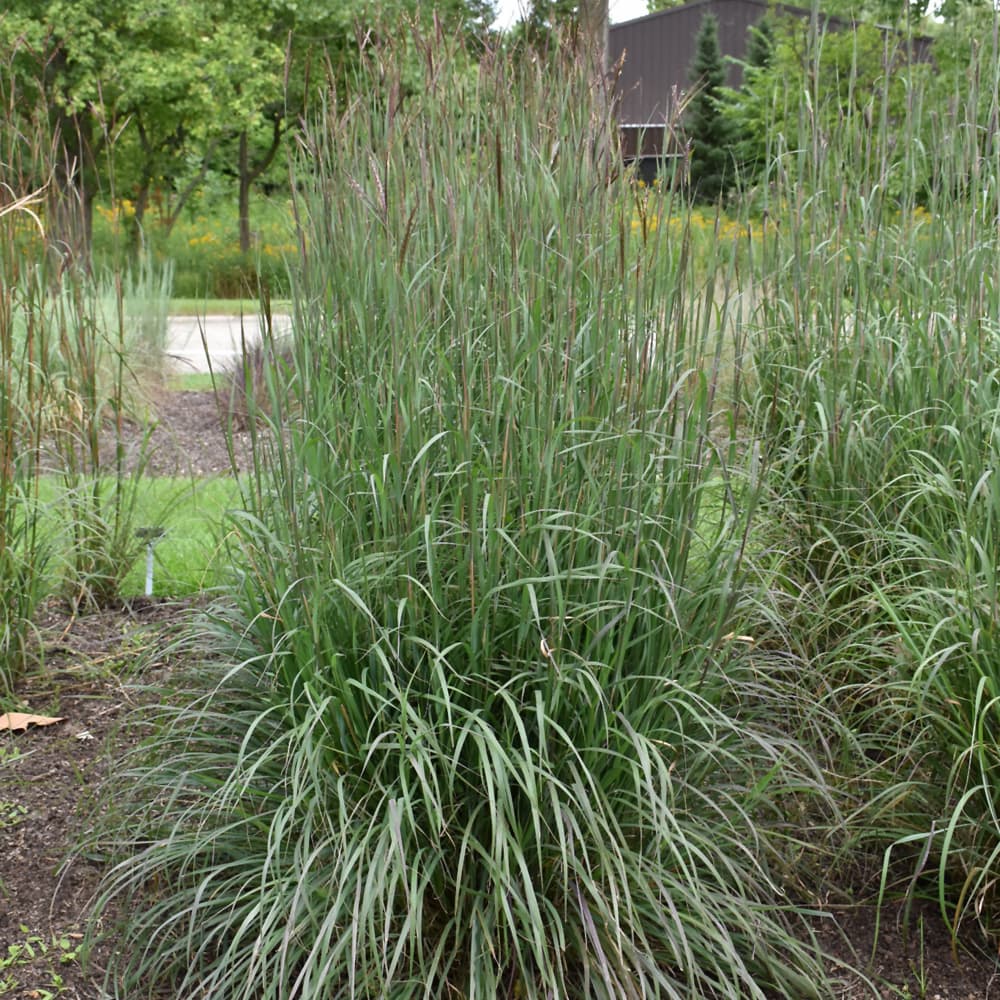 NetPS Plant Finder (www.netpsplantfinder.com)