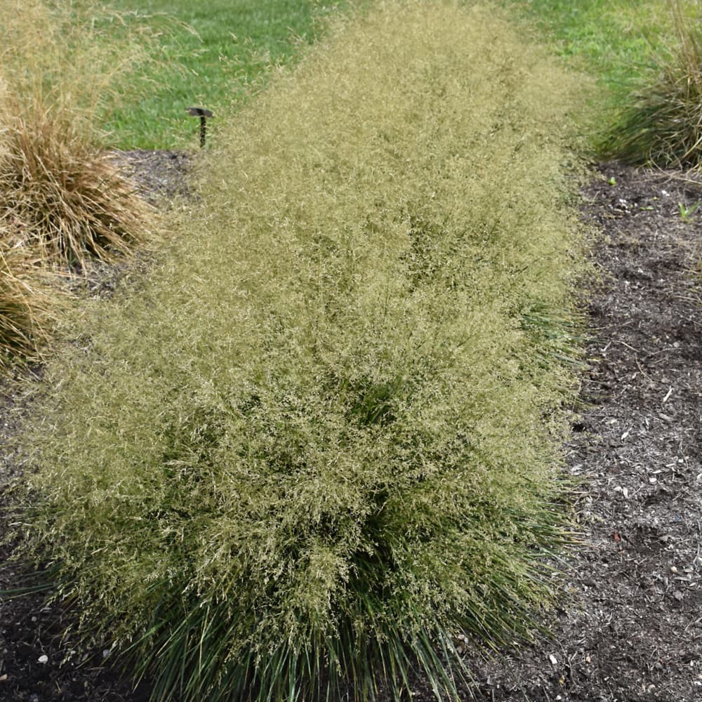 Deschampsia Goldtau