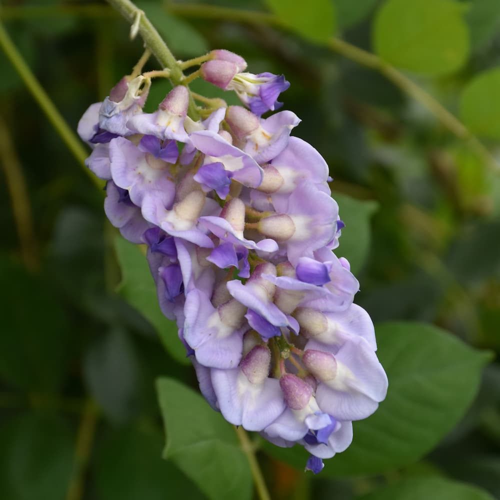 Wisteria Summer Cascade