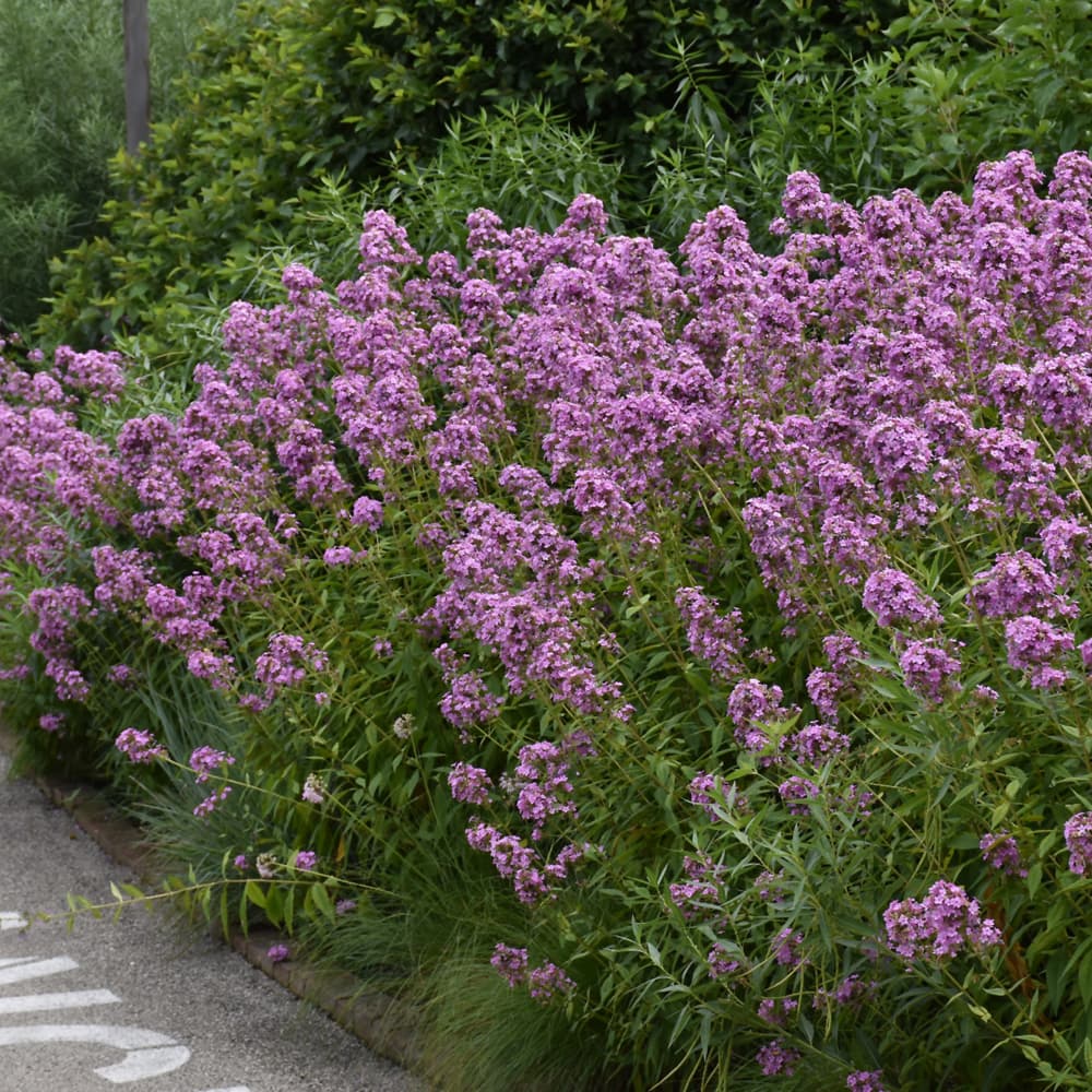 NetPS Plant Finder (www.netpsplantfinder.com)