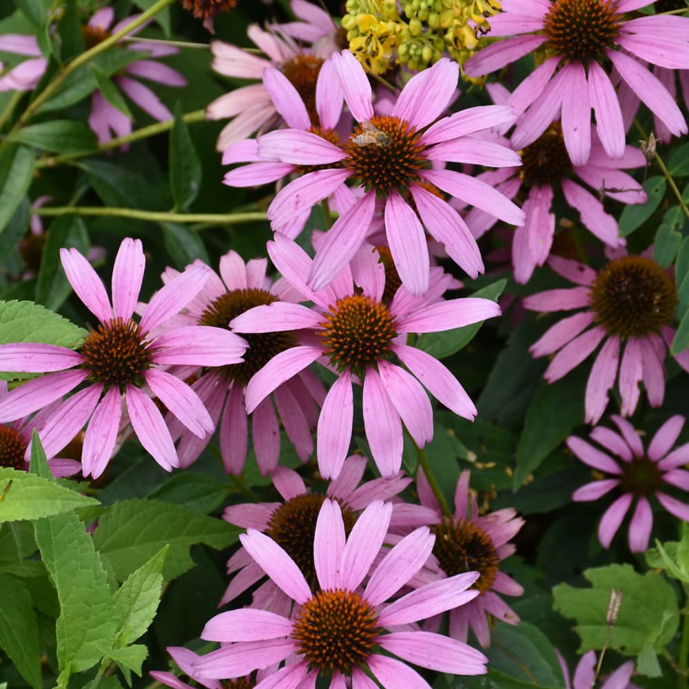 NetPS Plant Finder (www.netpsplantfinder.com)
