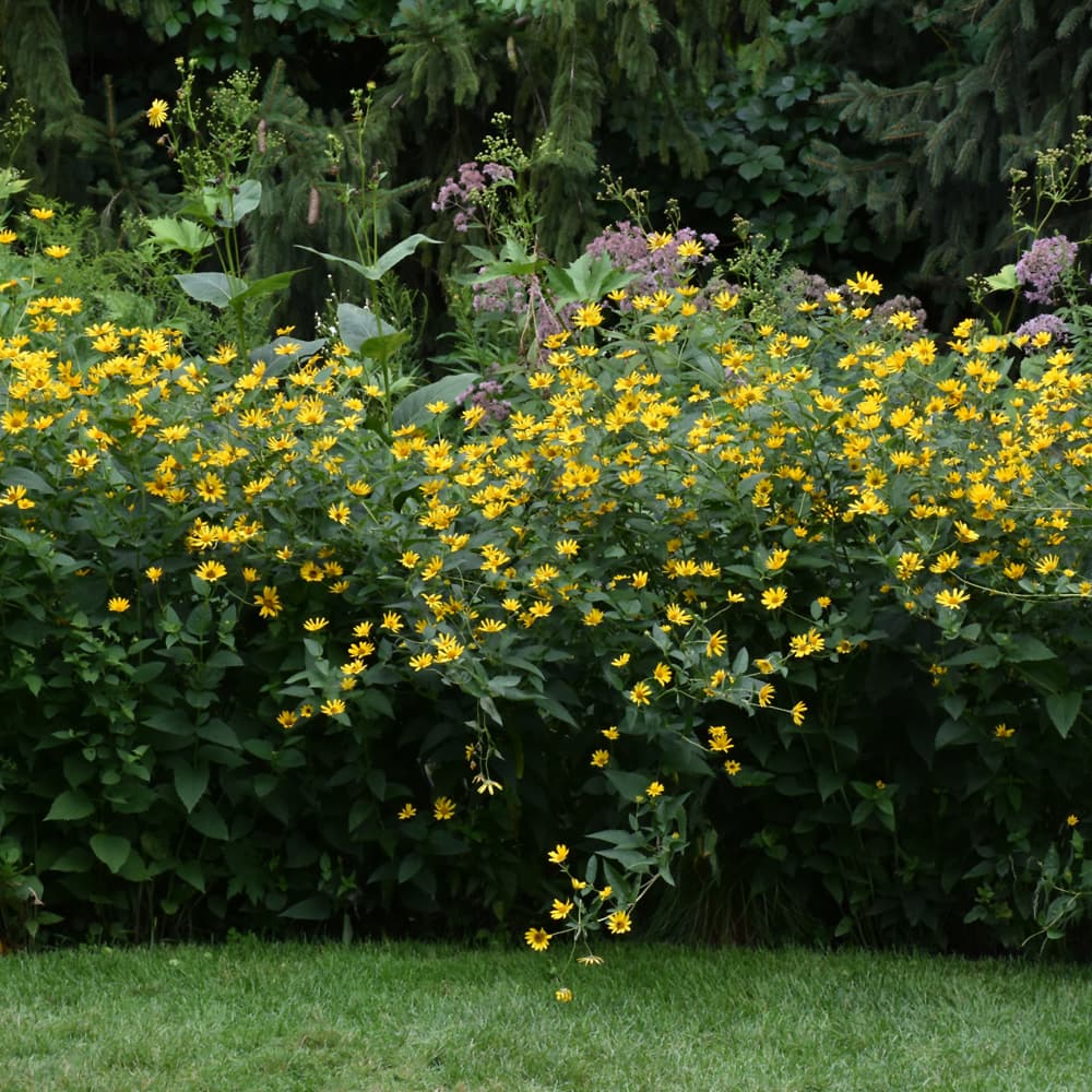 NetPS Plant Finder (www.netpsplantfinder.com)