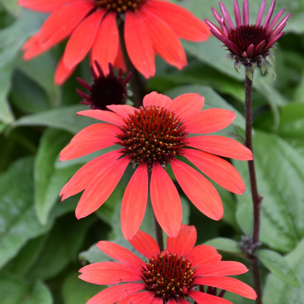 NetPS Plant Finder (www.netpsplantfinder.com)