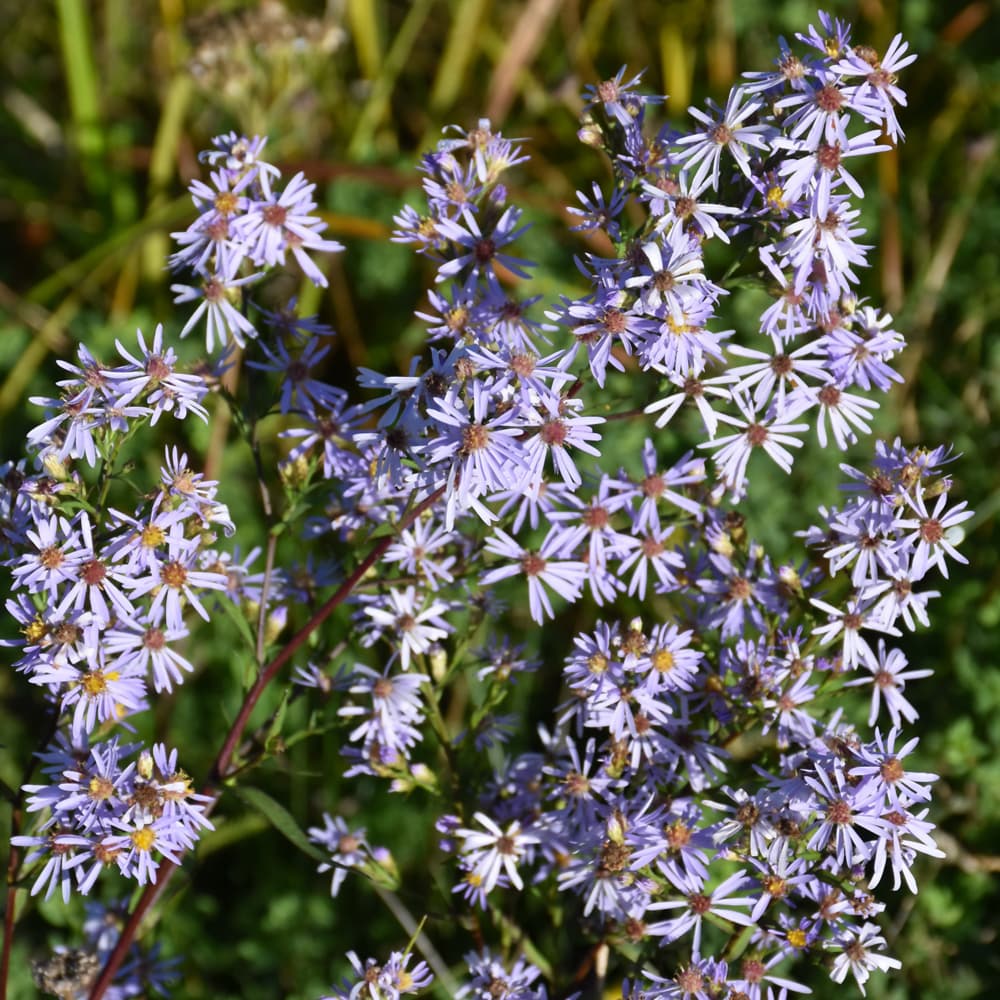 Aster Smooth
