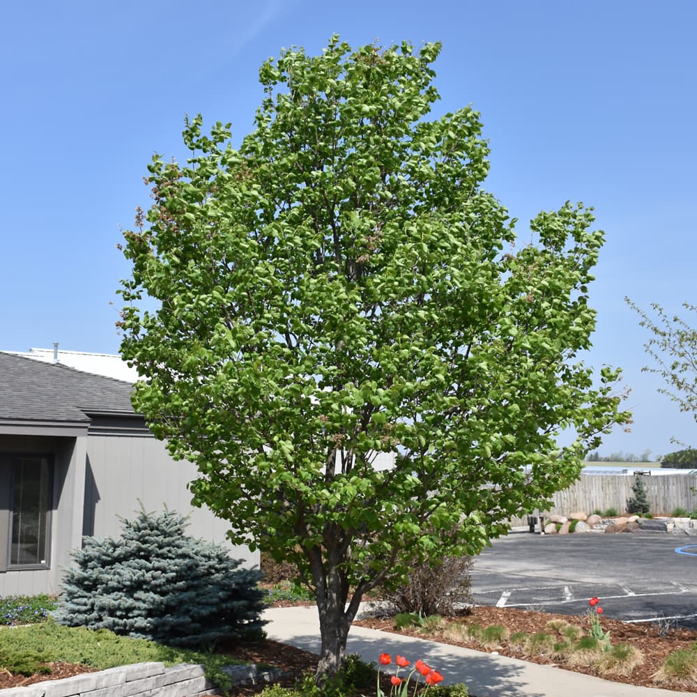 NetPS Plant Finder (www.netpsplantfinder.com)