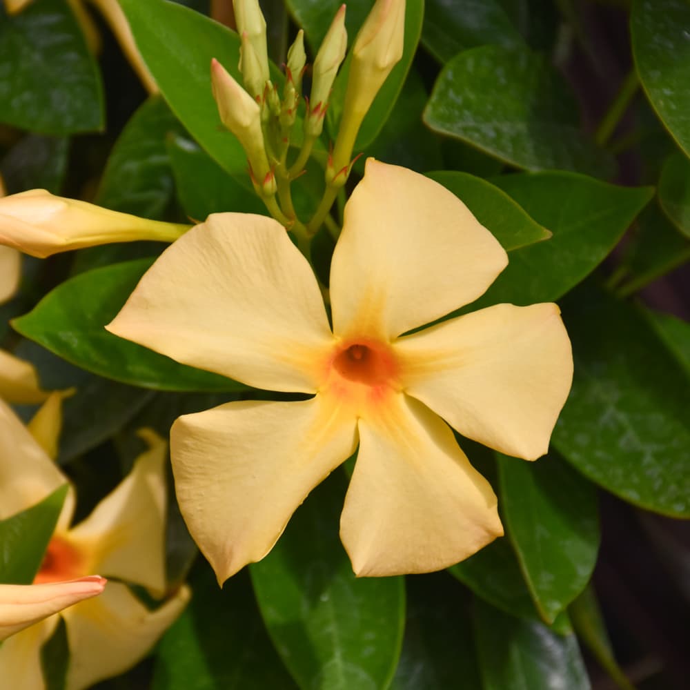 NetPS Plant Finder (www.netpsplantfinder.com)