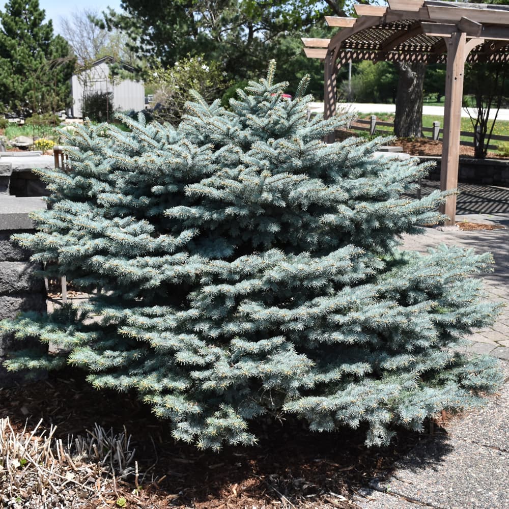 NetPS Plant Finder (www.netpsplantfinder.com)