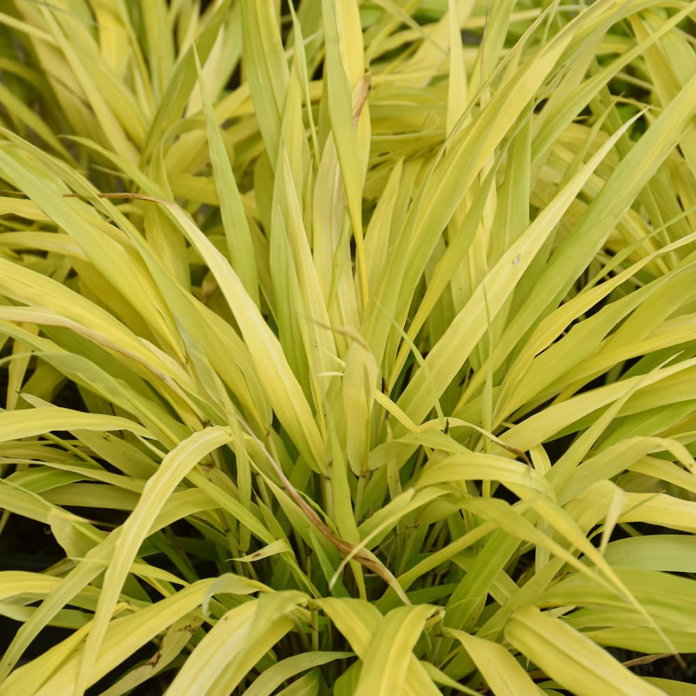 NetPS Plant Finder (www.netpsplantfinder.com)