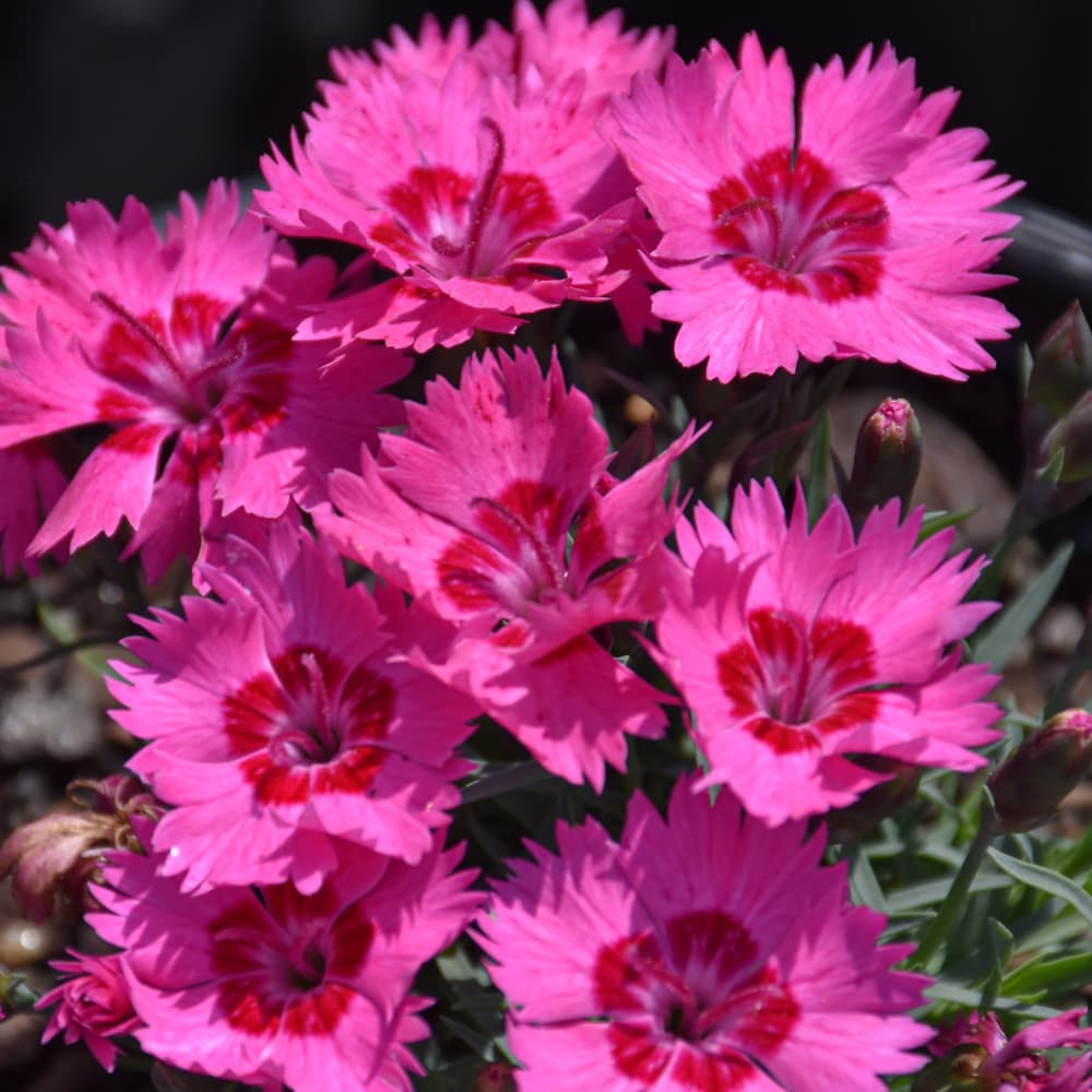 NetPS Plant Finder (www.netpsplantfinder.com)