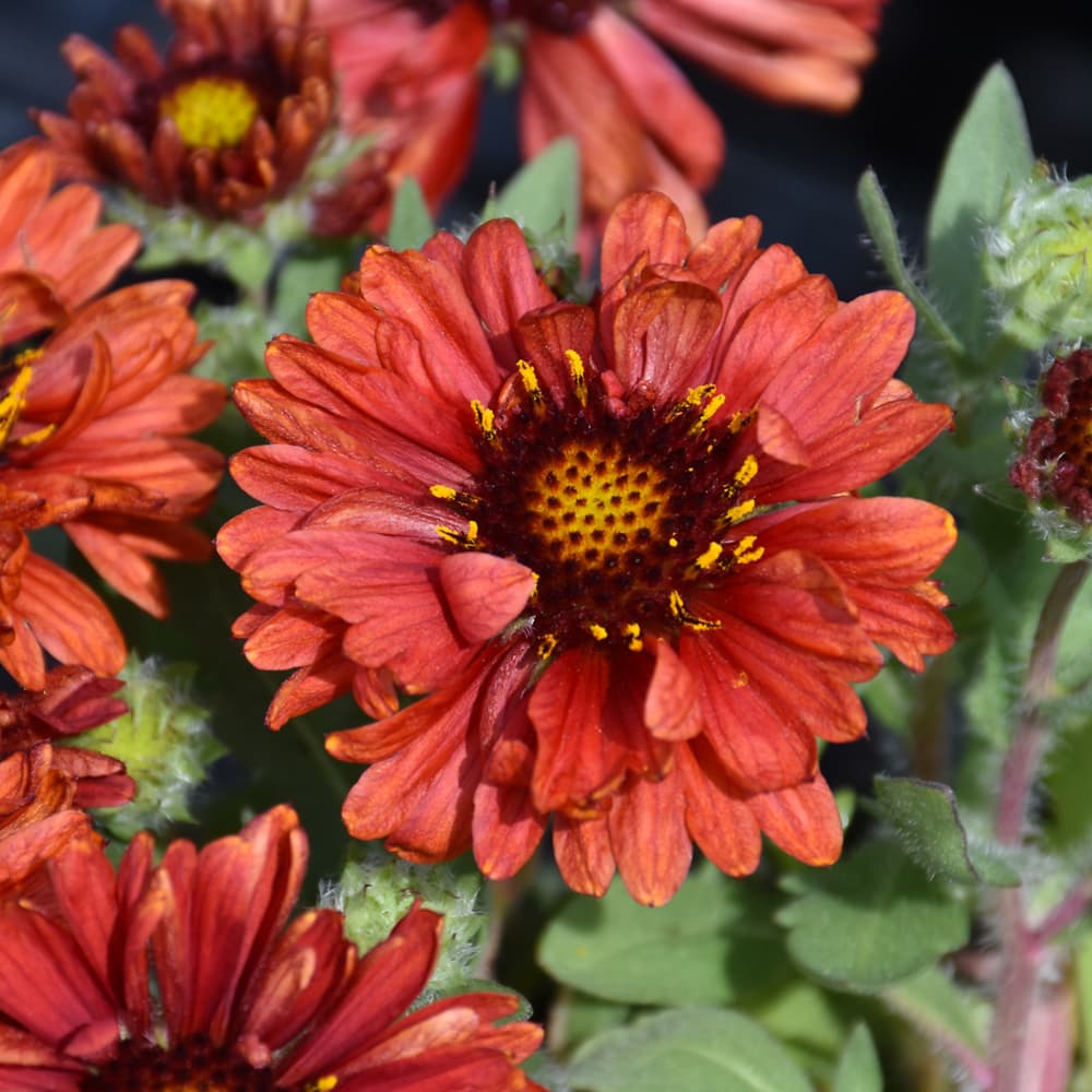 NetPS Plant Finder (www.netpsplantfinder.com)