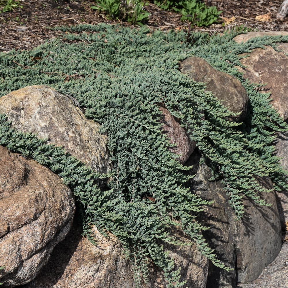 NetPS Plant Finder (www.netpsplantfinder.com)