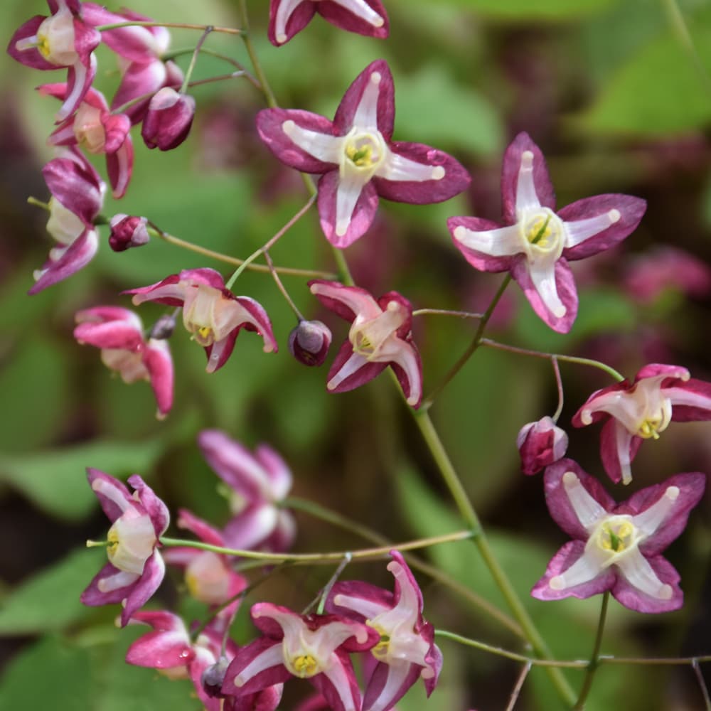 NetPS Plant Finder (www.netpsplantfinder.com)