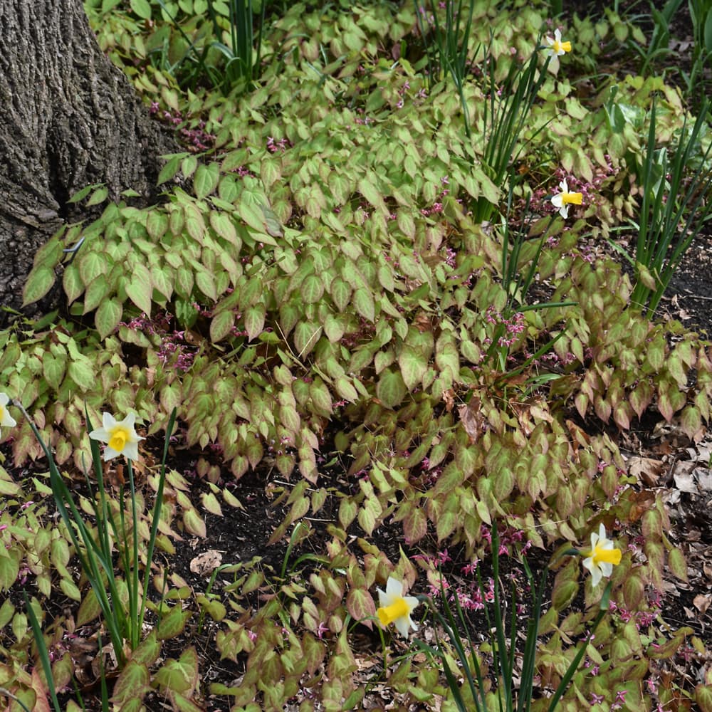 NetPS Plant Finder (www.netpsplantfinder.com)