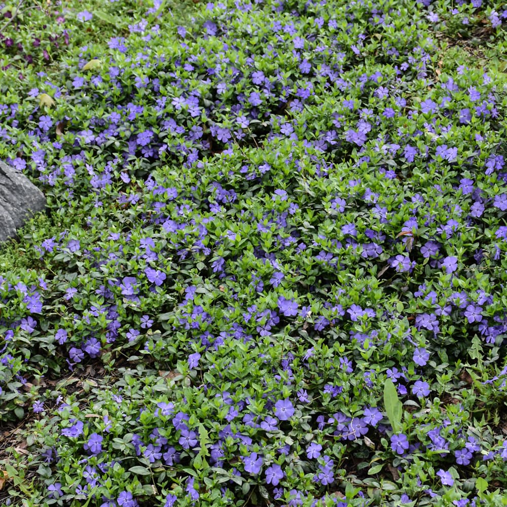 NetPS Plant Finder (www.netpsplantfinder.com)