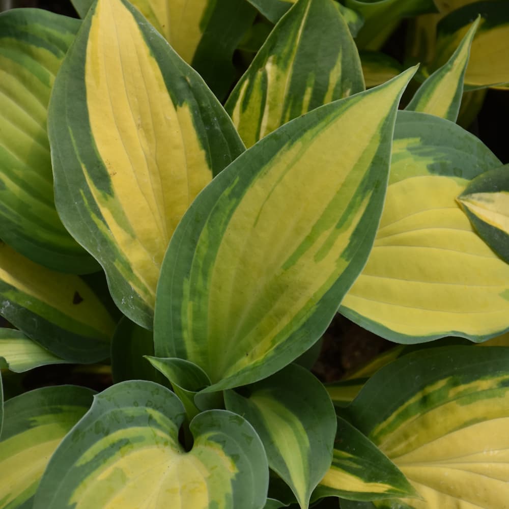 NetPS Plant Finder (www.netpsplantfinder.com)