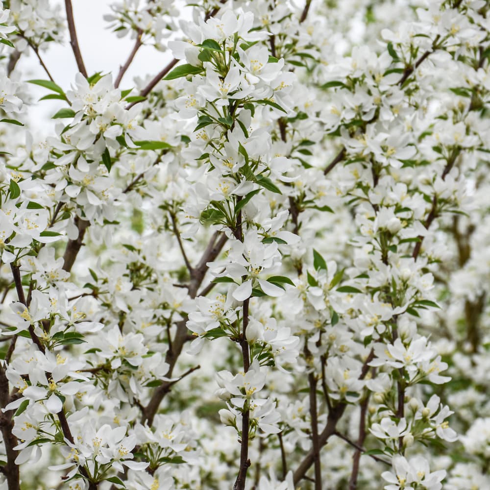 NetPS Plant Finder (www.netpsplantfinder.com)