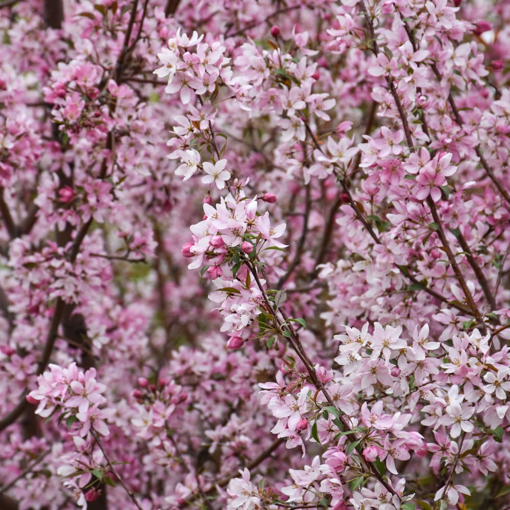 NetPS Plant Finder (www.netpsplantfinder.com)