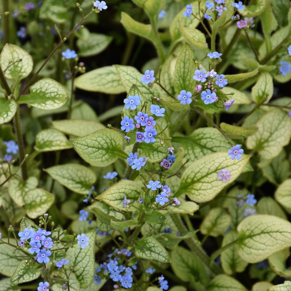 NetPS Plant Finder (www.netpsplantfinder.com)