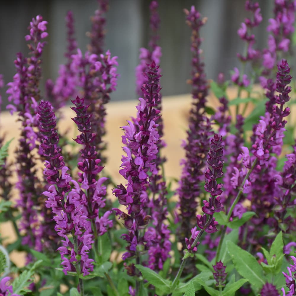 NetPS Plant Finder (www.netpsplantfinder.com)