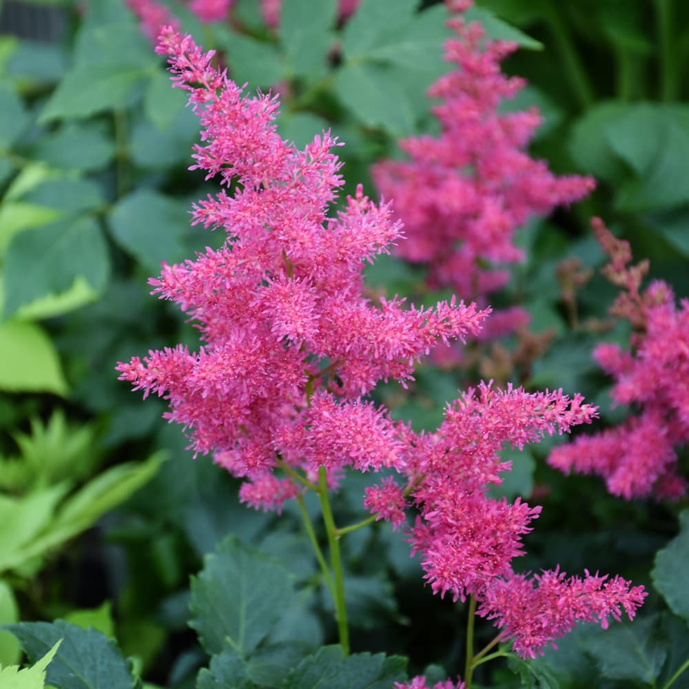 Astilbe Younique Ruby Red