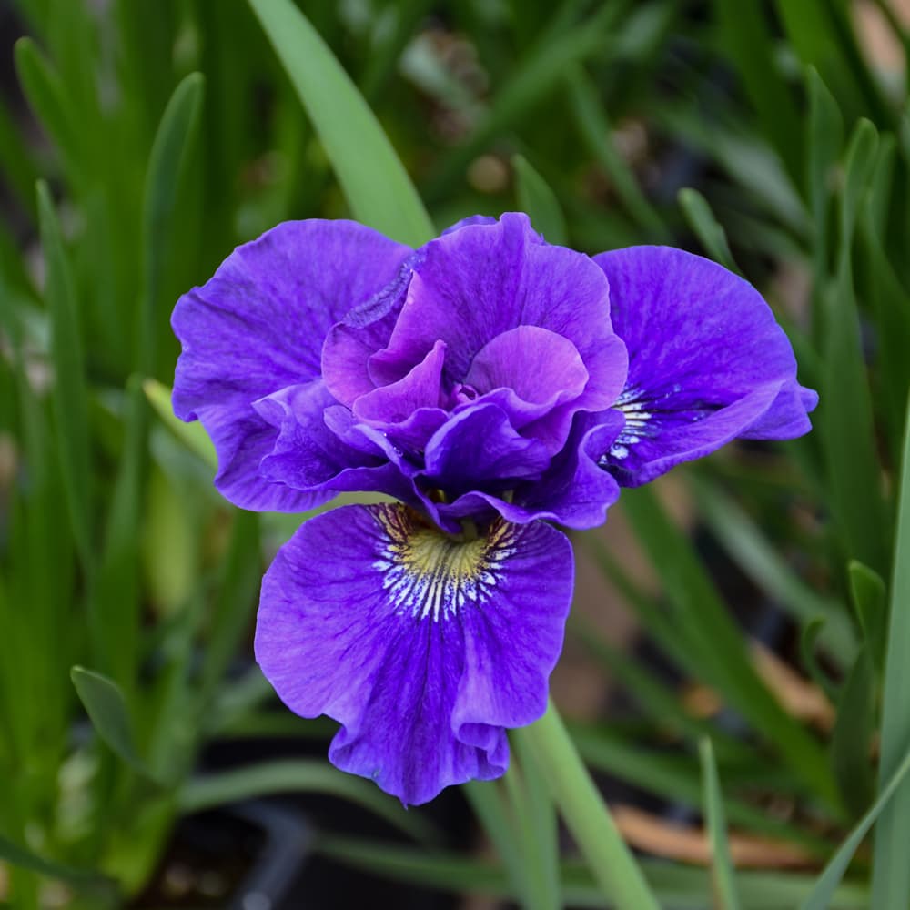 NetPS Plant Finder (www.netpsplantfinder.com)