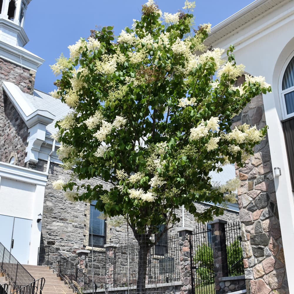 NetPS Plant Finder (www.netpsplantfinder.com)