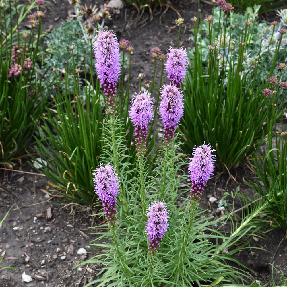 NetPS Plant Finder (www.netpsplantfinder.com)