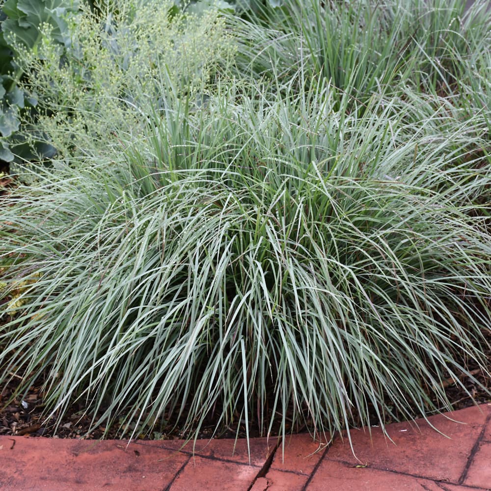 NetPS Plant Finder (www.netpsplantfinder.com)