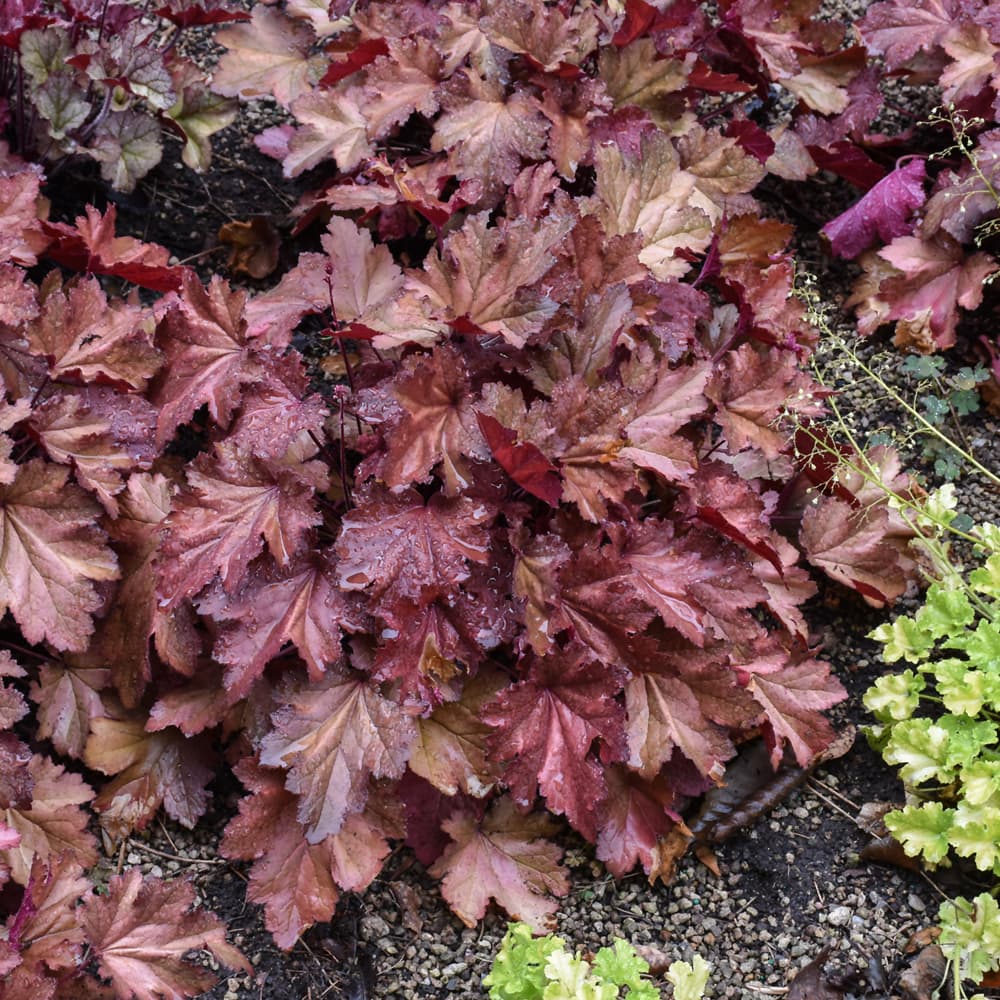 NetPS Plant Finder (www.netpsplantfinder.com)