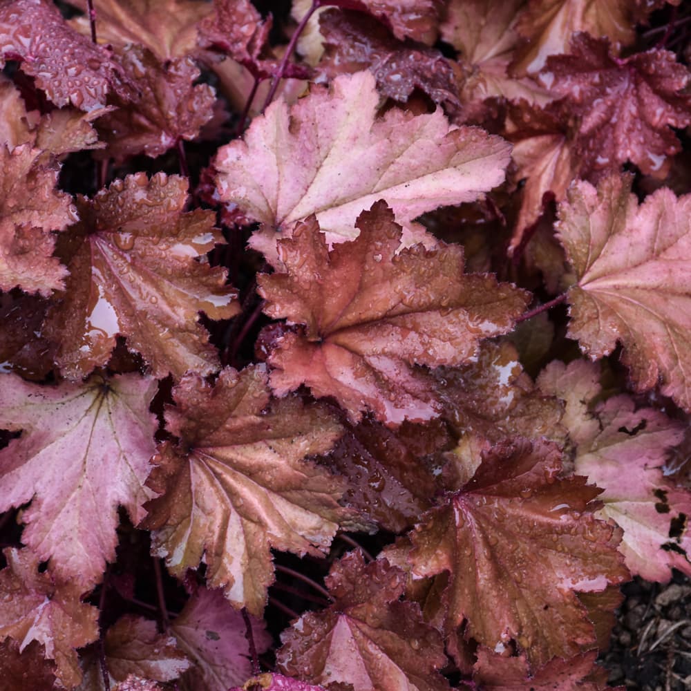 NetPS Plant Finder (www.netpsplantfinder.com)